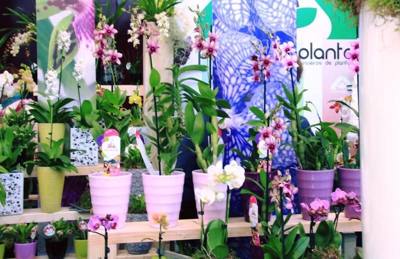 Orquideas Vasos