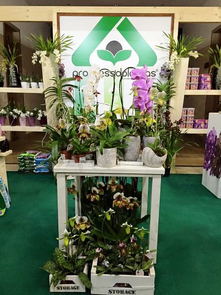 Stand centro