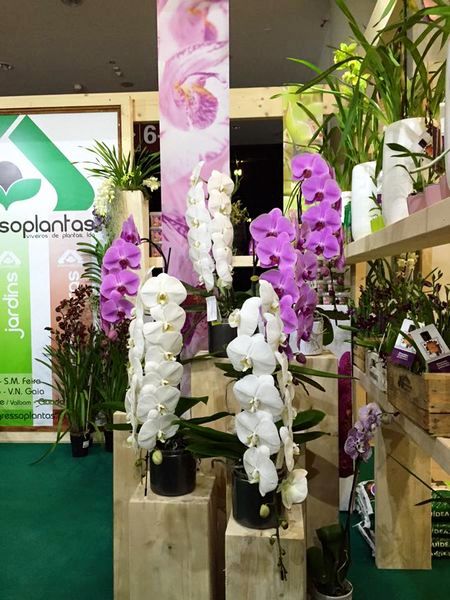 Stand orquideas Lindas