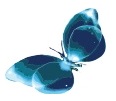 Borboleta