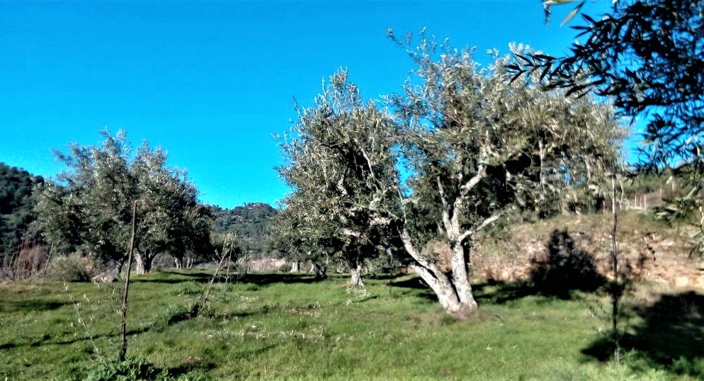 oliveira2
