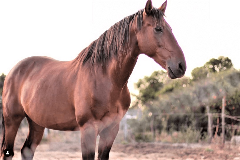 cavalo223
