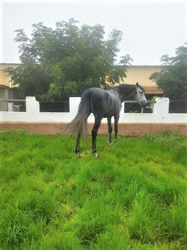 cavalo224.jpg