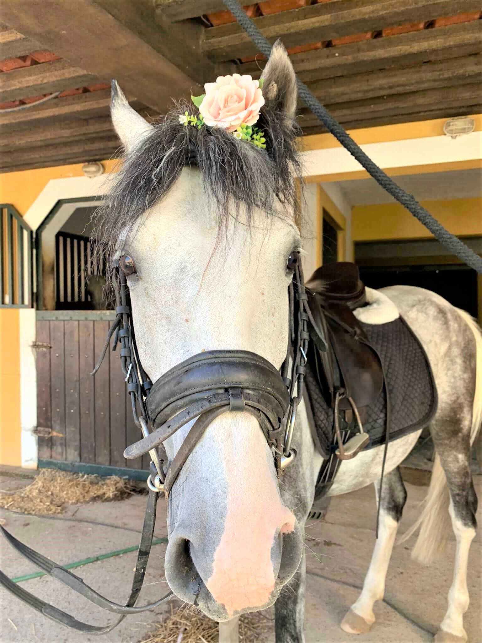 cavalo226