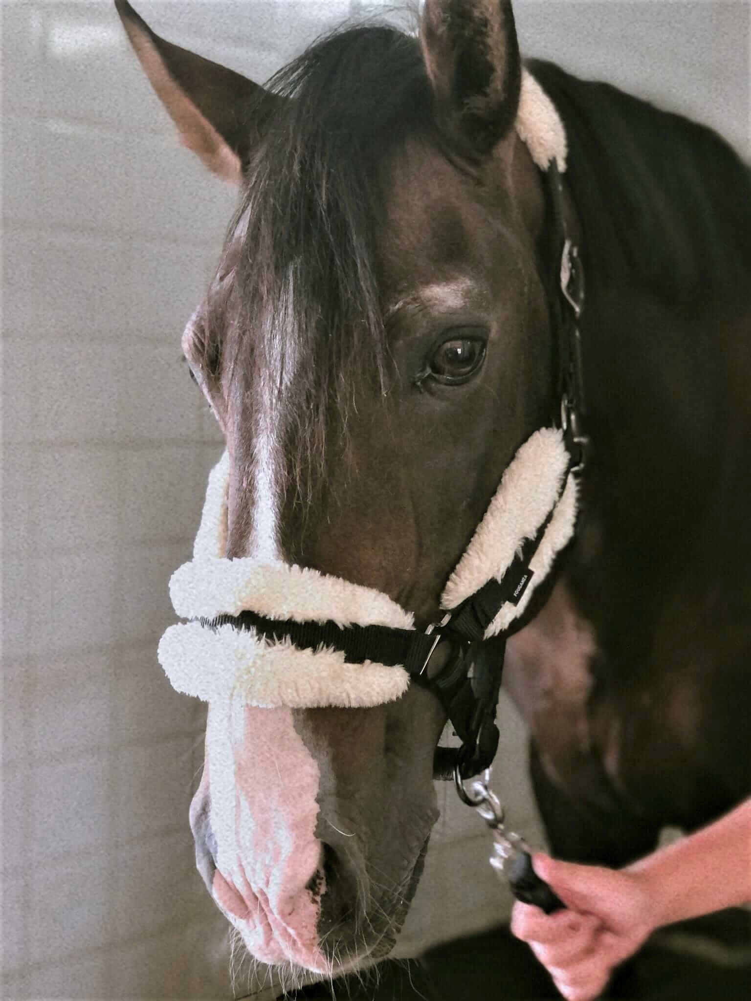 cavalo227.jpg