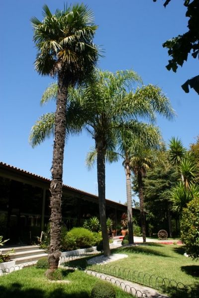 palm
