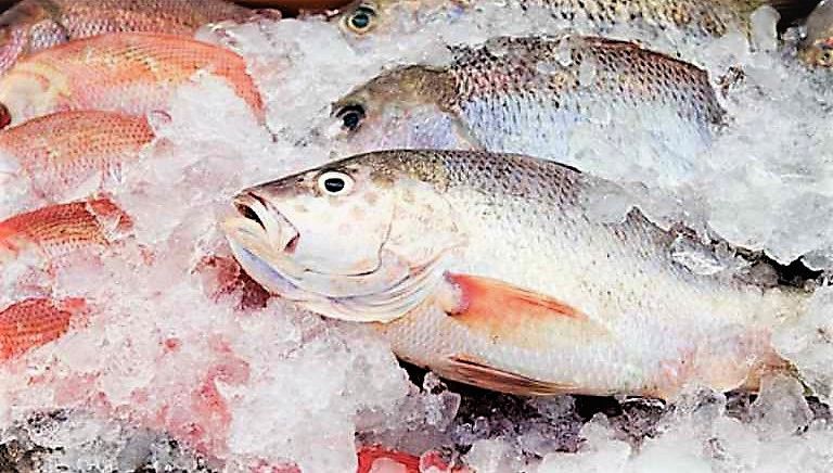 peixes