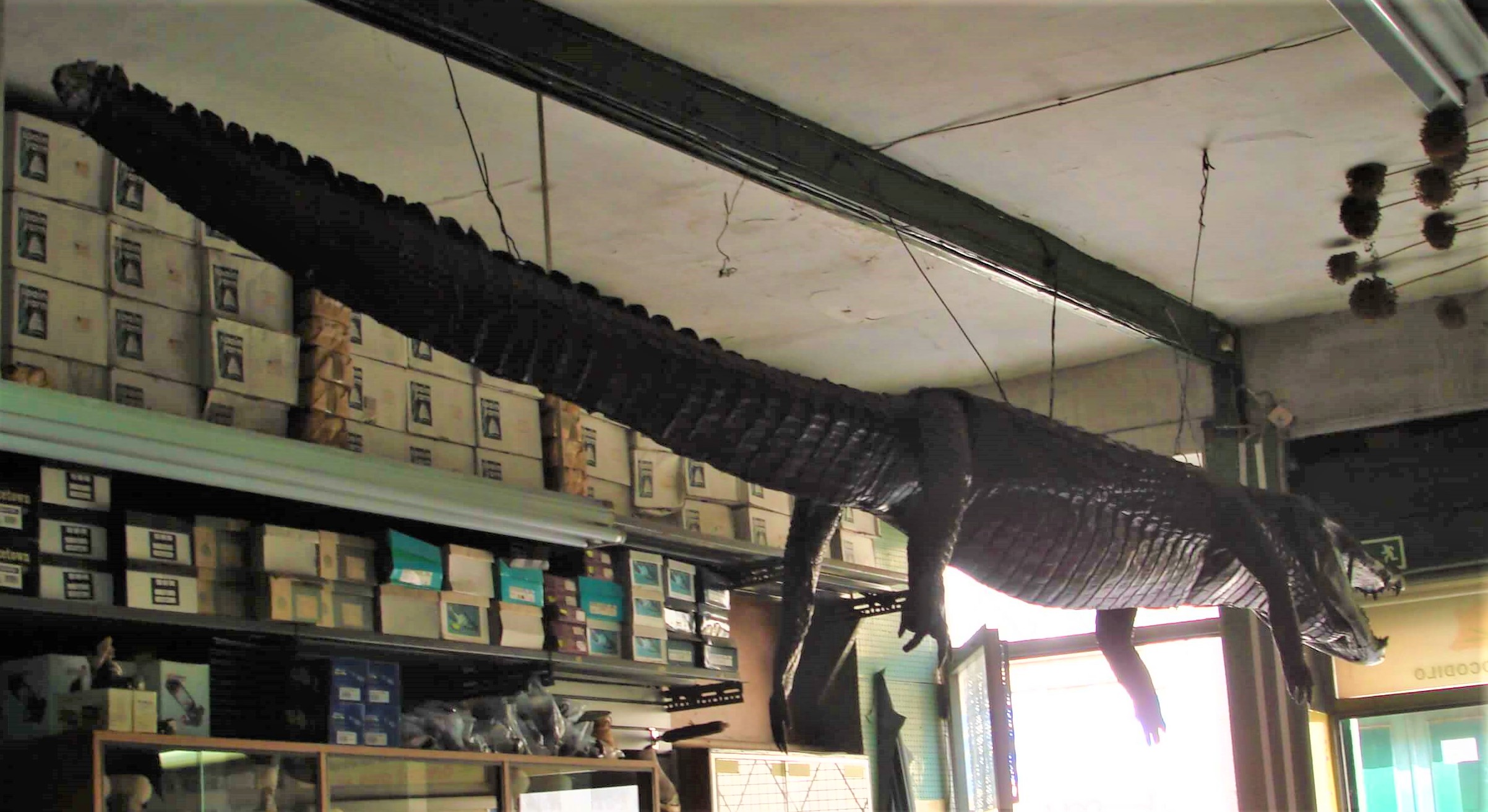Crocpenduradotras.jpg