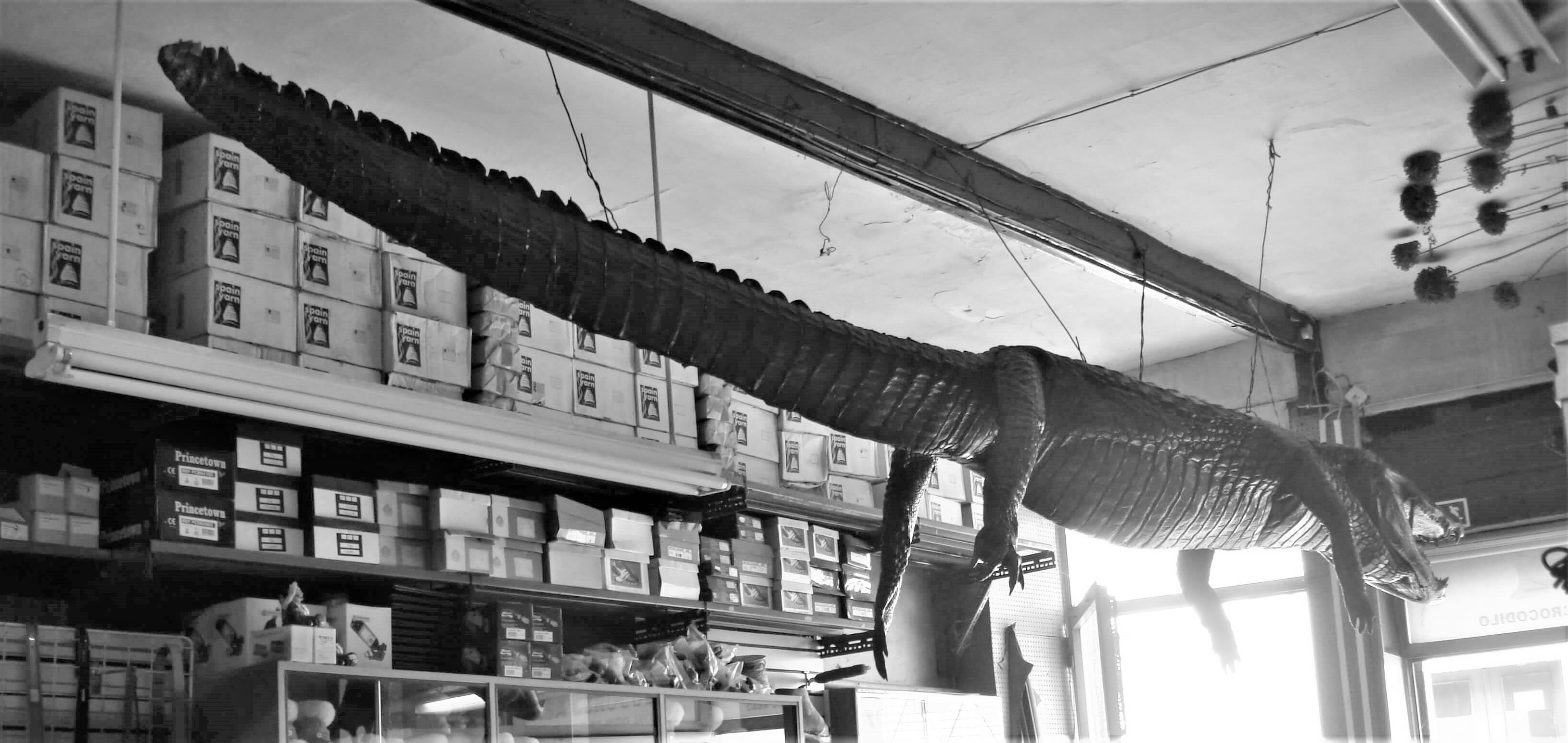 Crocpenduradotraspb.jpg