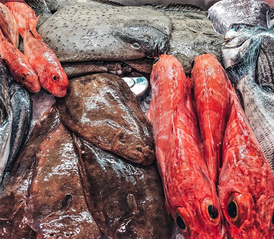 peixe2