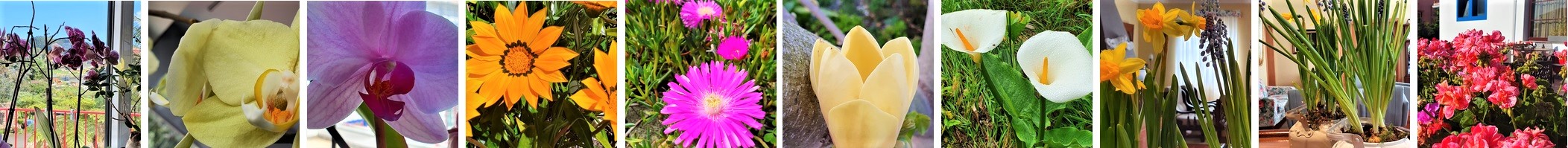 flores