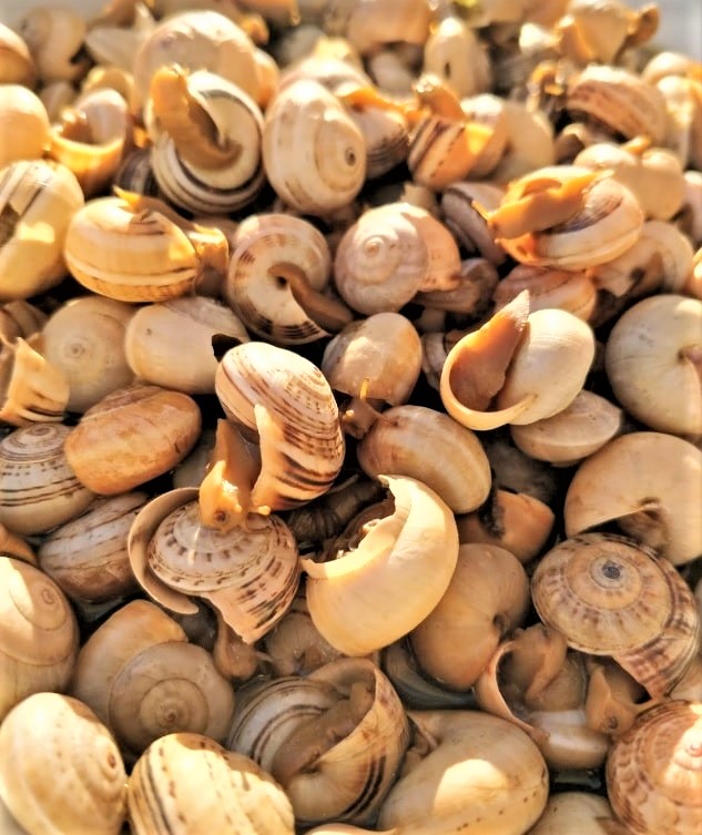 caracois