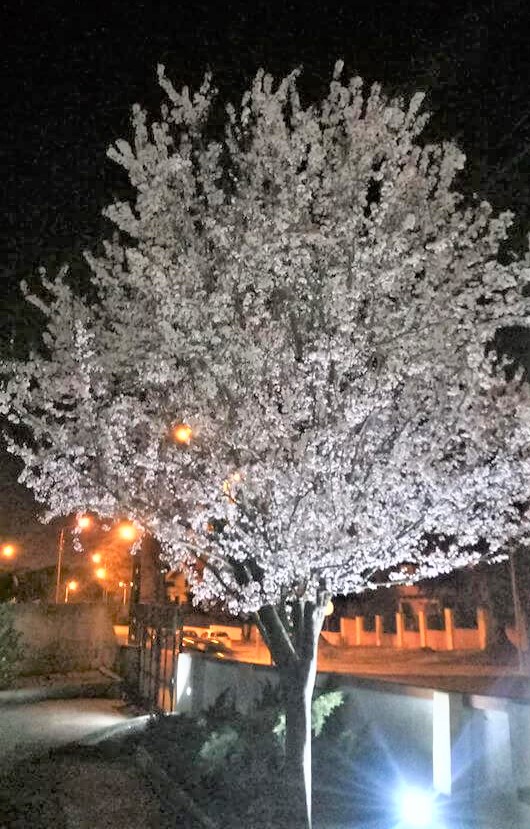 ameixoeira