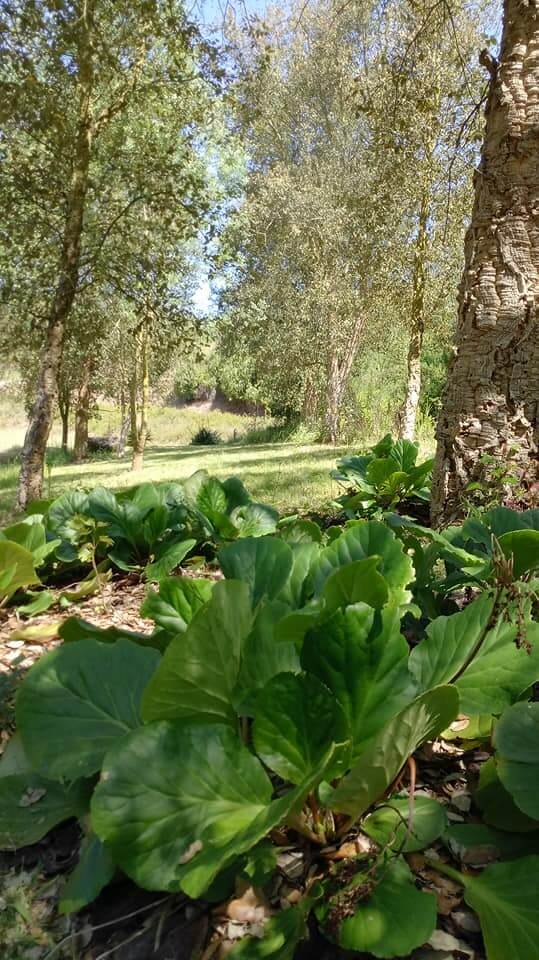 campo2