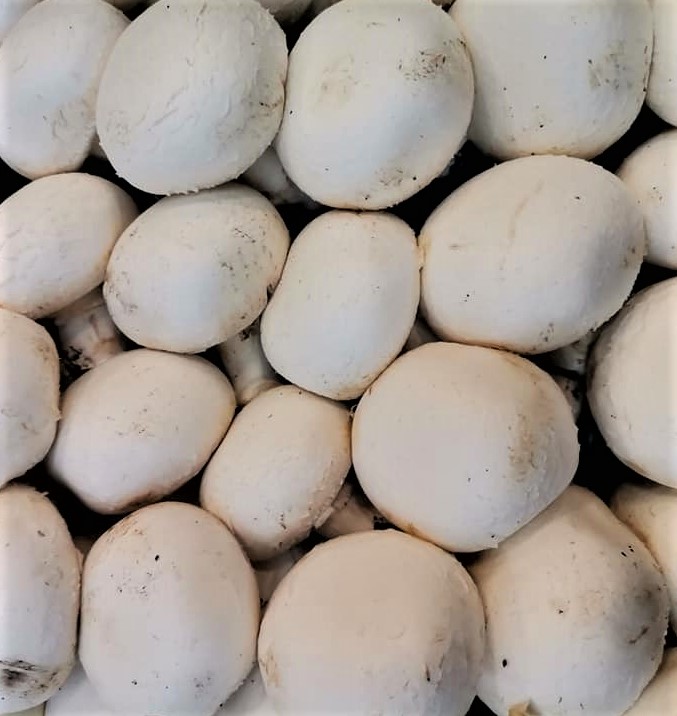 cogumelos2