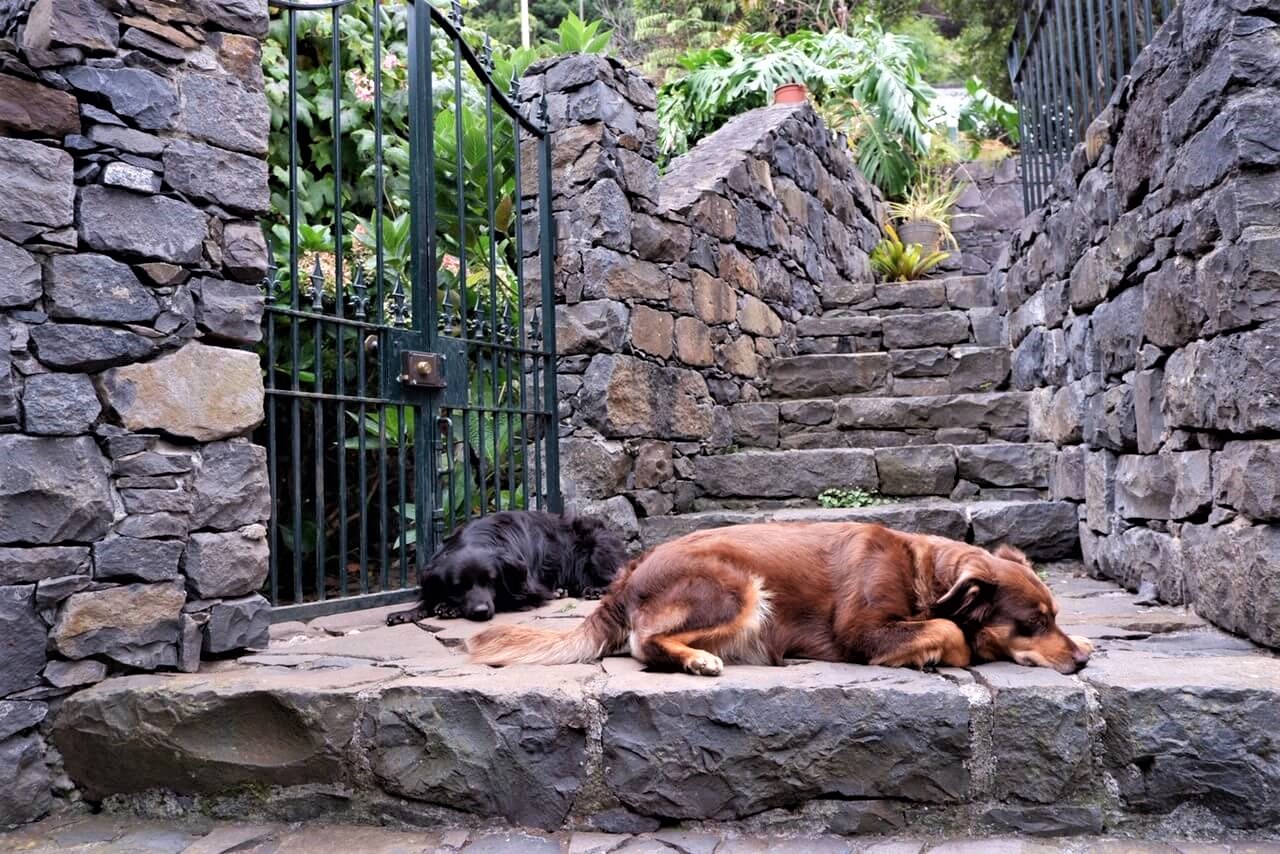 dogs