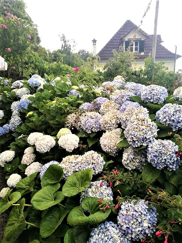 ardins4.jpg