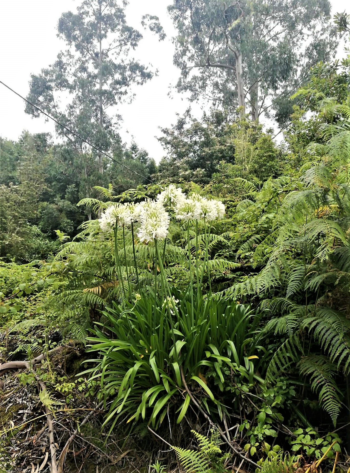 jardins7.jpg
