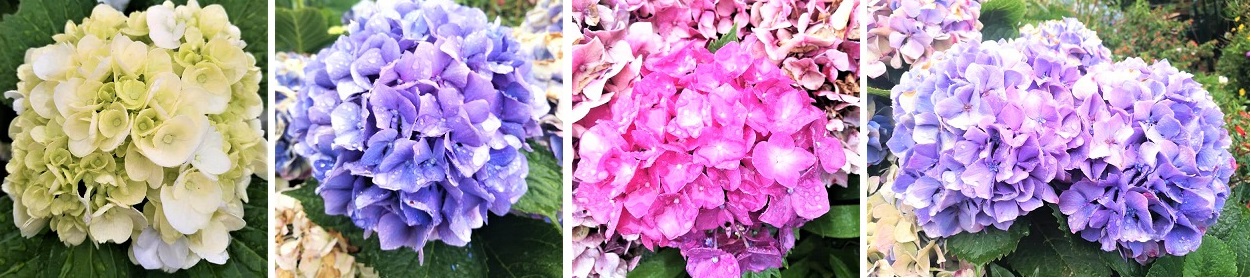 tirahortensias.jpg