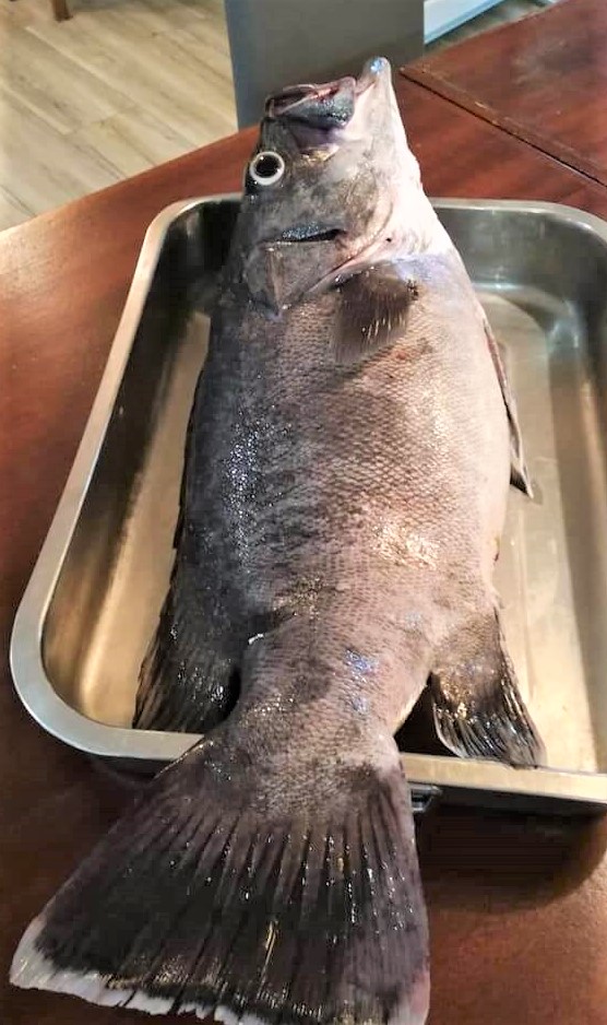 peixe2