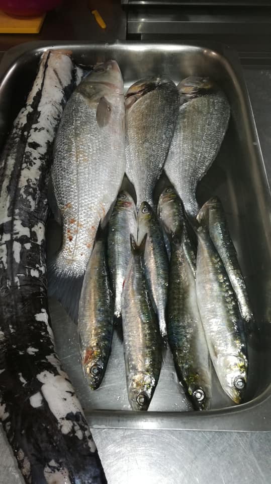 peixe5.jpg