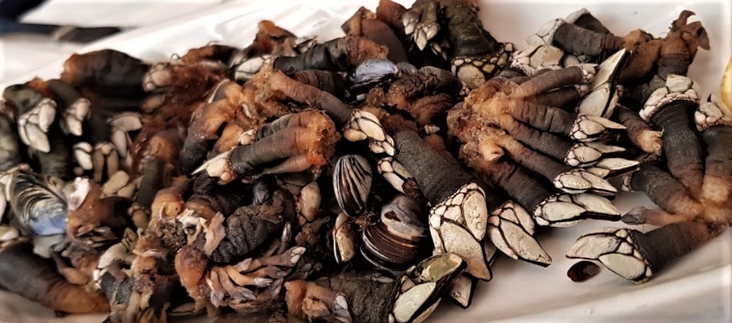 percebes