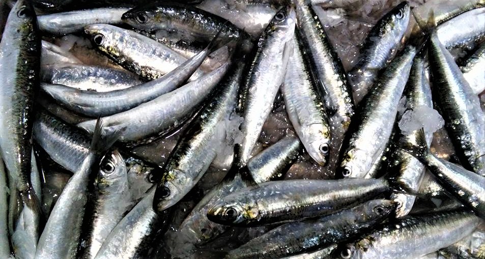 sardinha1
