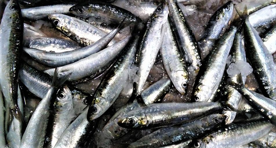 sardinha1