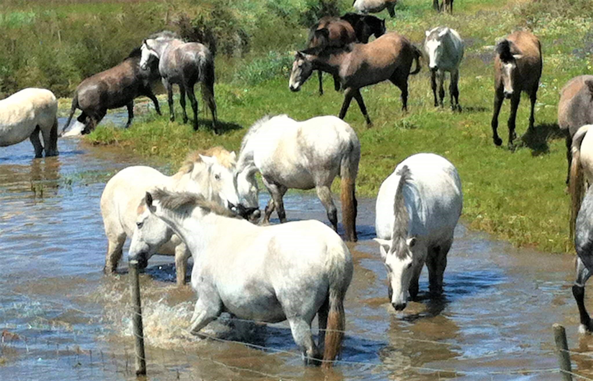 cavalosagua